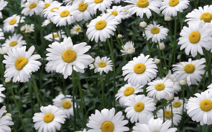 Marguerite blanche fleurs Fonds d'écran, image