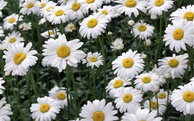 Marguerite blanche fleurs