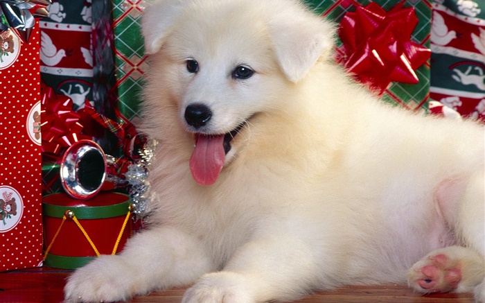 chien blanc, Noël Fonds d'écran, image