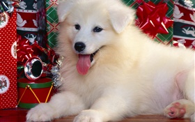 chien blanc, Noël HD Fonds d'écran
