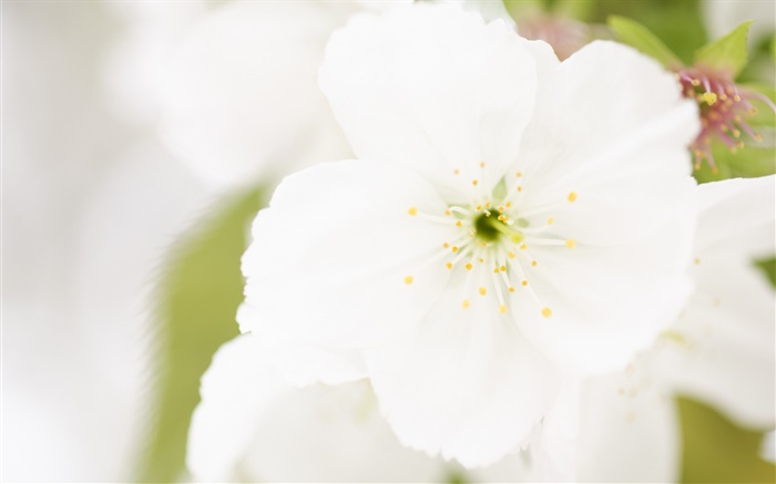 Fleur blanche gros plan, pétales, flou Fonds d'écran, image