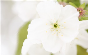 Fleur blanche gros plan, pétales, flou HD Fonds d'écran