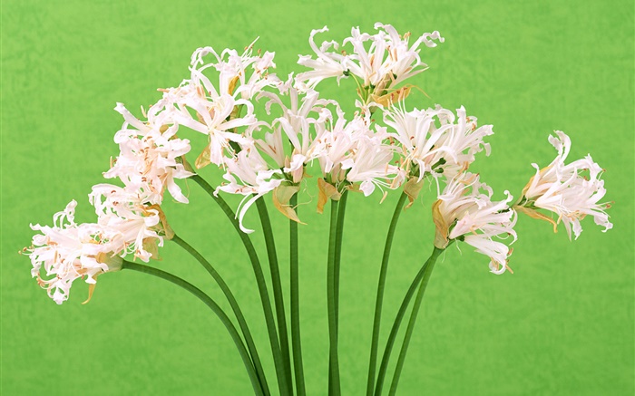 Fleurs blanches, bouquet, fond vert Fonds d'écran, image