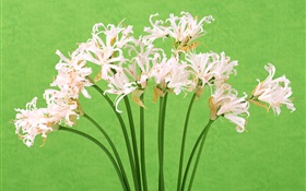 Fleurs blanches, bouquet, fond vert HD Fonds d'écran