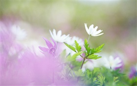 Fleurs blanches, feuilles vertes, bokeh HD Fonds d'écran