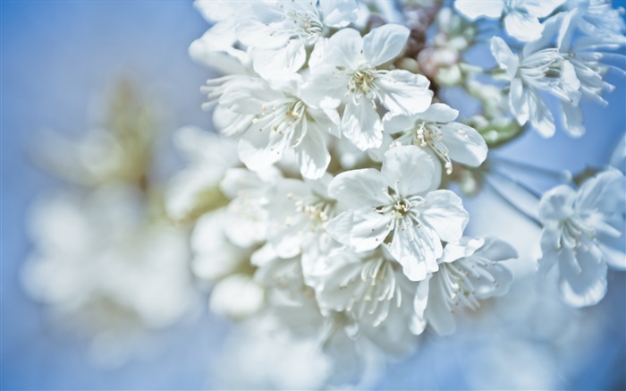 Fleurs blanches, brindilles, bokeh Fonds d'écran, image