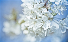 Fleurs blanches, brindilles, bokeh