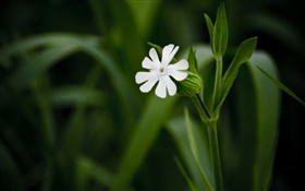 Blanc petite fleur close-up, fond vert HD Fonds d'écran