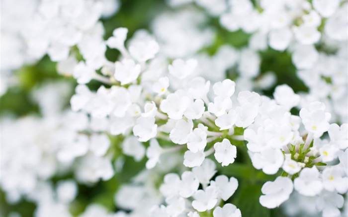 Blanc petites fleurs, bokeh, ressort Fonds d'écran, image
