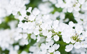 Blanc petites fleurs, bokeh, ressort