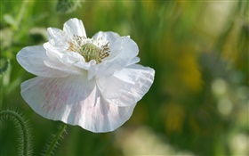 Blanc des pétales de fleurs close-up
