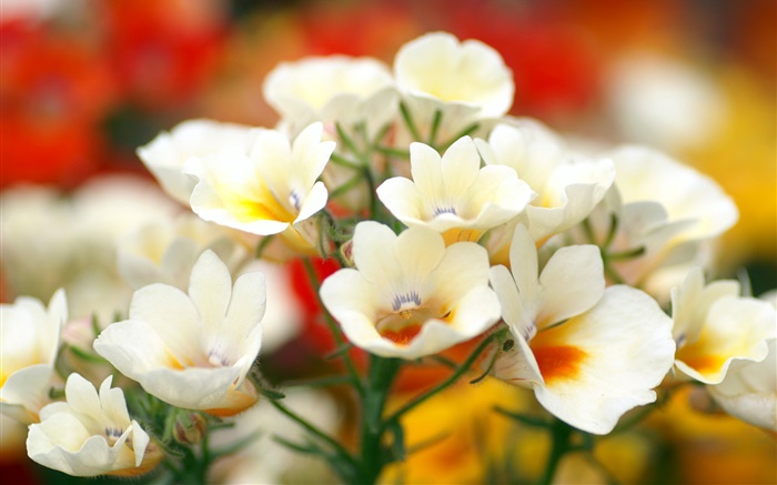pétales Fleurs blanches, bokeh Fonds d'écran, image