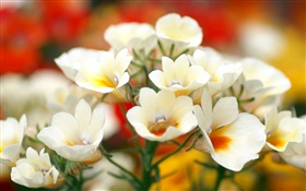 pétales Fleurs blanches, bokeh