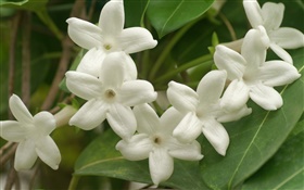 pétales Fleurs blanches close-up