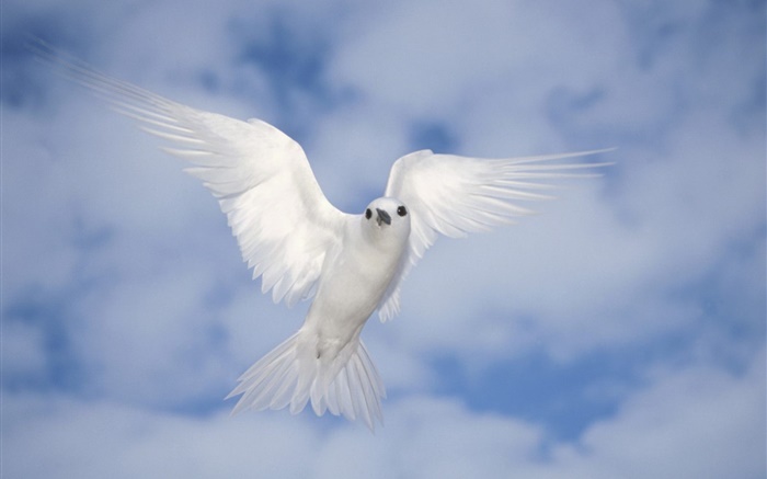 White pigeon voler, ailes Fonds d'écran, image