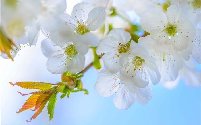 plum blanc, fleurs, fleur, brindilles, printemps Fonds d'écran, image