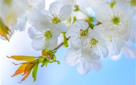 plum blanc, fleurs, fleur, brindilles, printemps HD Fonds d'écran