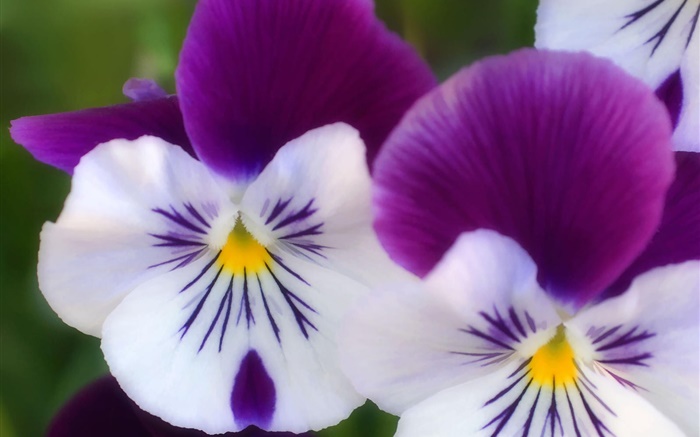 pétales violet blanc, orchidée papillon gros plan Fonds d'écran, image