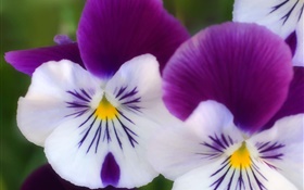 pétales violet blanc, orchidée papillon gros plan HD Fonds d'écran