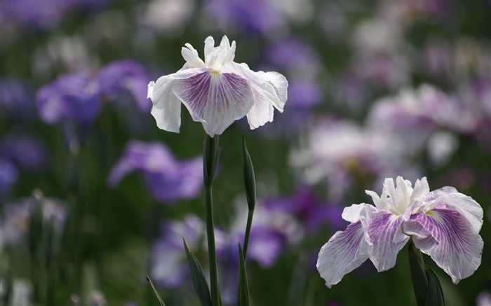 Blanc pétales violet fleurs, bokeh Fonds d'écran, image