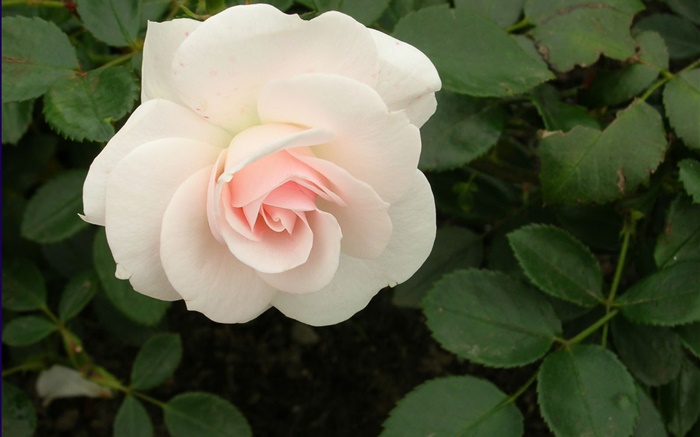 Blanc, rose, fleur Fonds d'écran, image