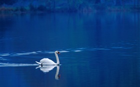 cygne blanc dans le lac