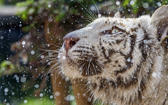 tigre blanc, visage, hiver Fonds d'écran, image