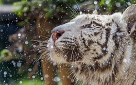 tigre blanc, visage, hiver