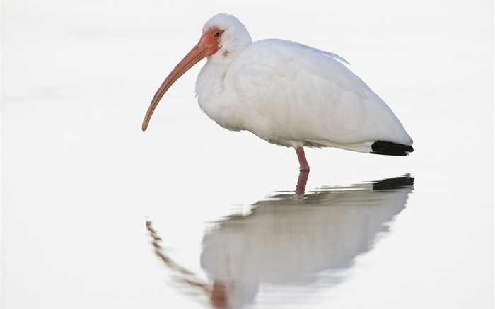 Blanc oiseaux d'eau Fonds d'écran, image