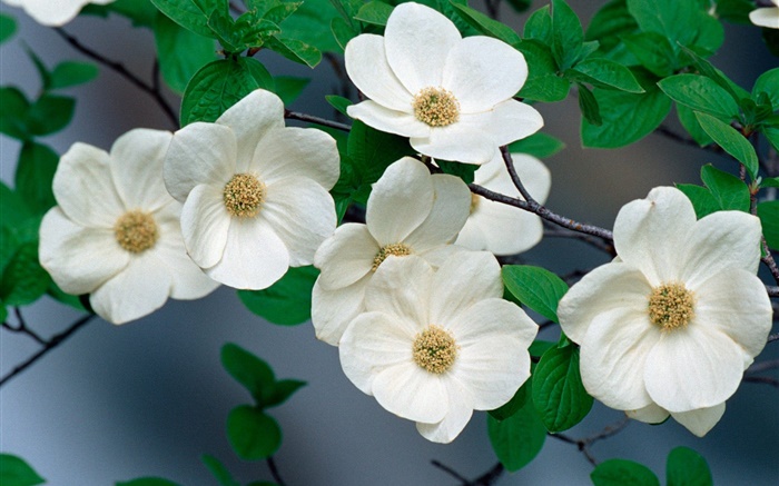 fleurs blanches close-up Fonds d'écran, image
