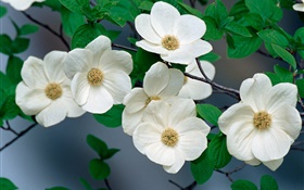 fleurs blanches close-up HD Fonds d'écran