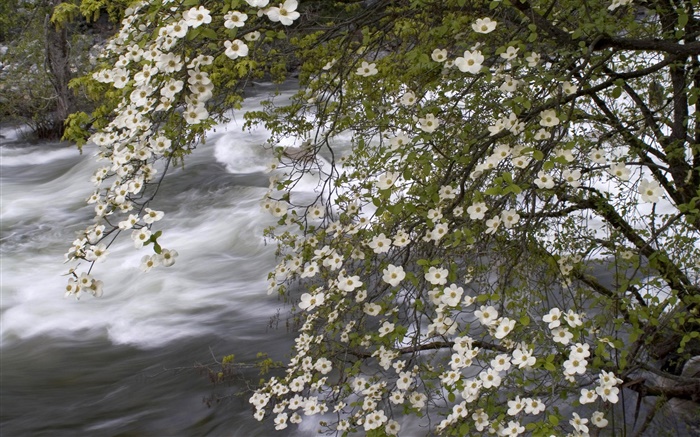 fleurs blanches, rivière, nature paysages Fonds d'écran, image