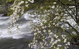 fleurs blanches, rivière, nature paysages