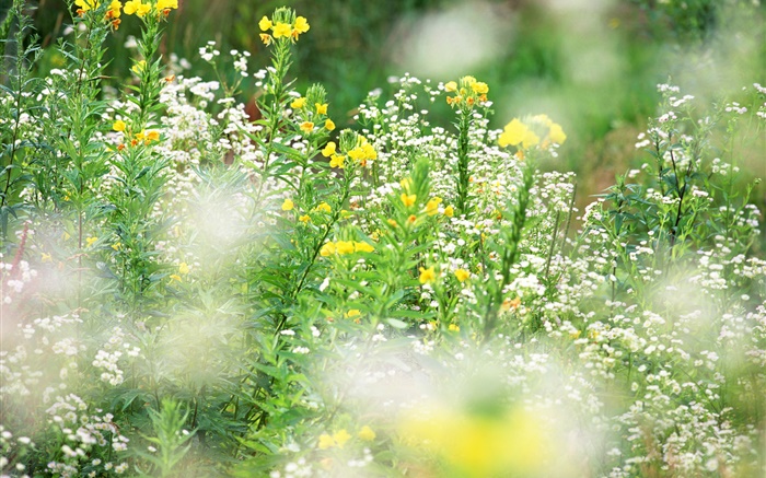 fleurs jaunes Blanc, bokeh Fonds d'écran, image