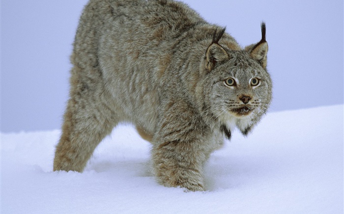 Wildcat dans la neige Fonds d'écran, image