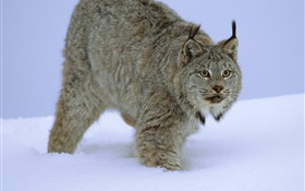 Wildcat dans la neige HD Fonds d'écran