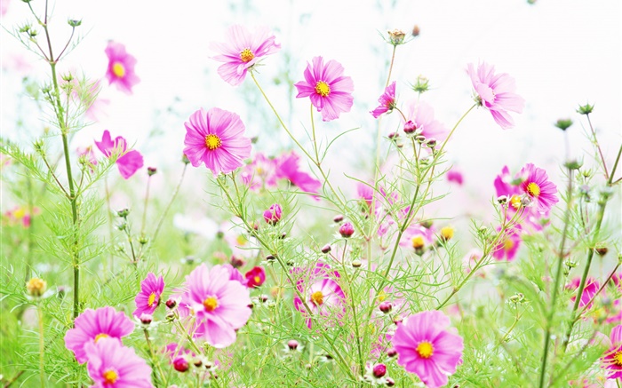 Wildflowers, fleurs de rose kosmeya Fonds d'écran, image
