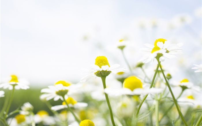 Wildflowers, marguerite blanche, bokeh Fonds d'écran, image
