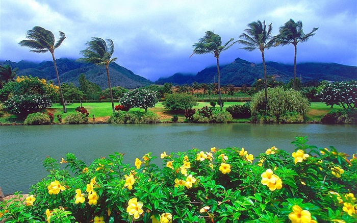 Vent, arbres, fleurs, montagnes, nuages, Hawaii, États-Unis Fonds d'écran, image