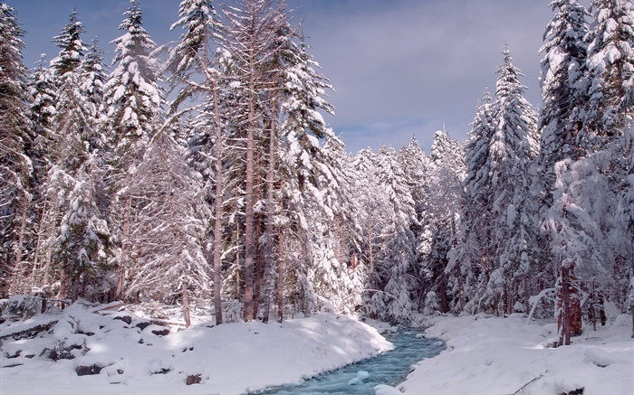 Hiver, forêt, arbres, neige épaisse, rivière Fonds d'écran, image