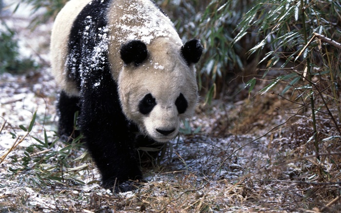 Hiver, panda, promenade Fonds d'écran, image