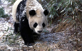 Hiver, panda, promenade HD Fonds d'écran