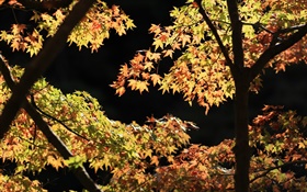 Feuilles jaunes et vertes, arbre d'érable, le soleil, l'automne