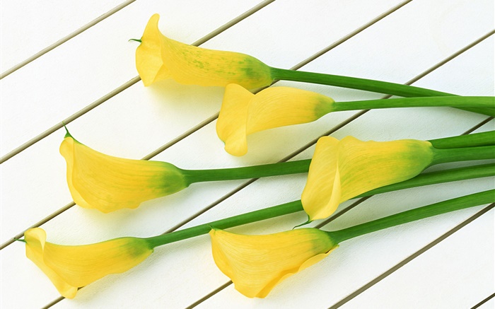 fleurs calla jaune Fonds d'écran, image