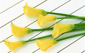 fleurs calla jaune