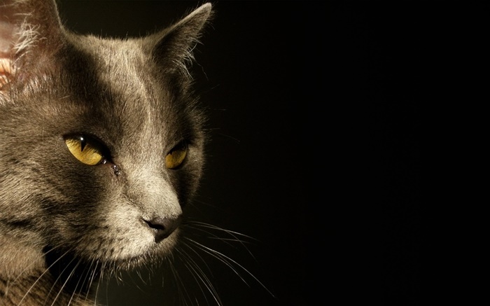 Yeux jaunes visage de chat, fond noir Fonds d'écran, image