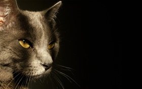 Yeux jaunes visage de chat, fond noir HD Fonds d'écran
