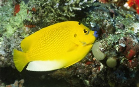 poisson jaune HD Fonds d'écran