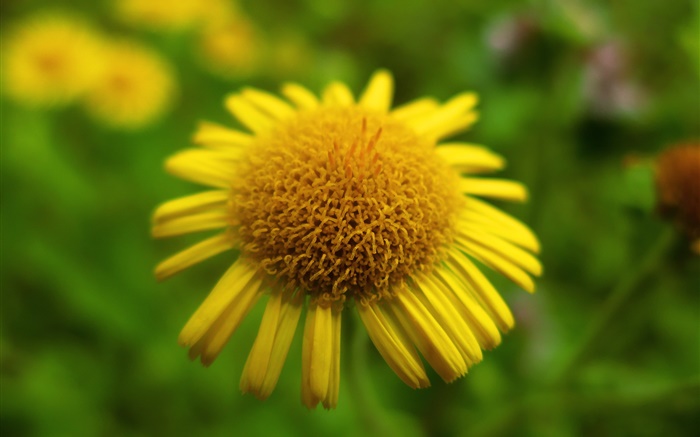 Fleur jaune close-up, bokeh Fonds d'écran, image