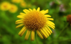 Fleur jaune close-up, bokeh